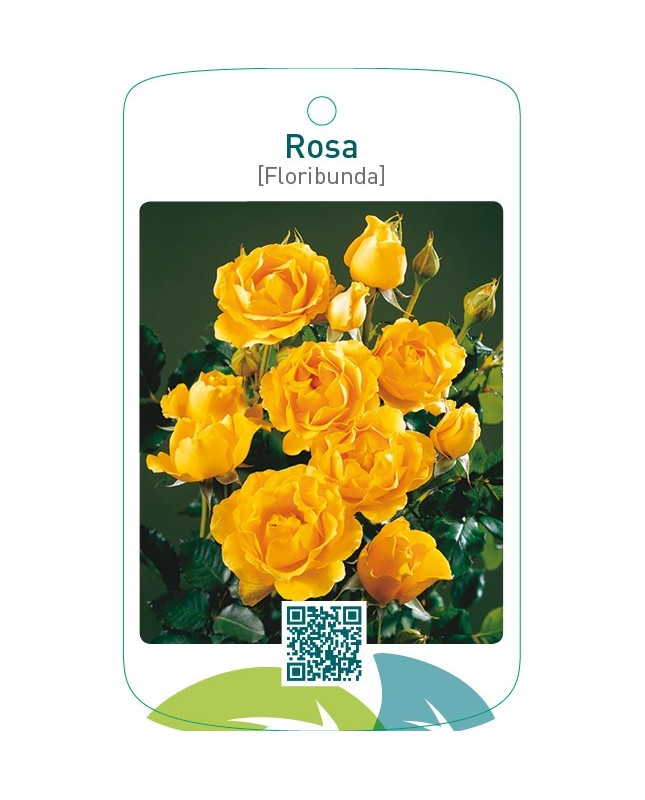 Rosa [Floribunda]  donkergeel