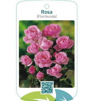 Rosa [Floribunda]  roze