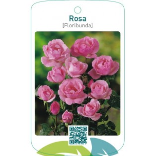 Rosa [Floribunda]  roze