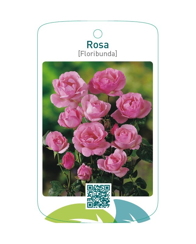 Rosa [Floribunda]  roze