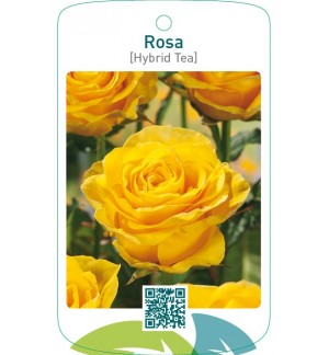 Rosa [Hybrid Tea]  geel