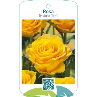 Rosa [Hybrid Tea]  geel