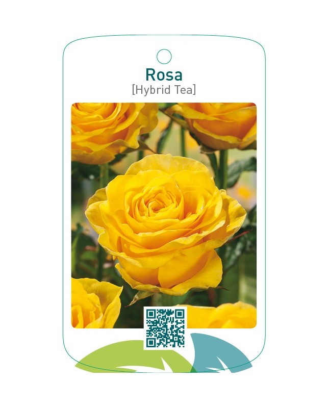 Rosa [Hybrid Tea]  geel