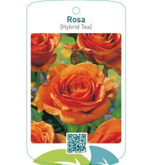 Rosa [Hybrid Tea]  oranje