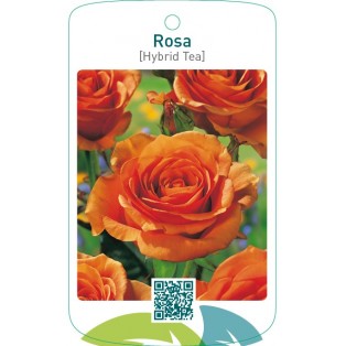 Rosa [Hybrid Tea]  oranje