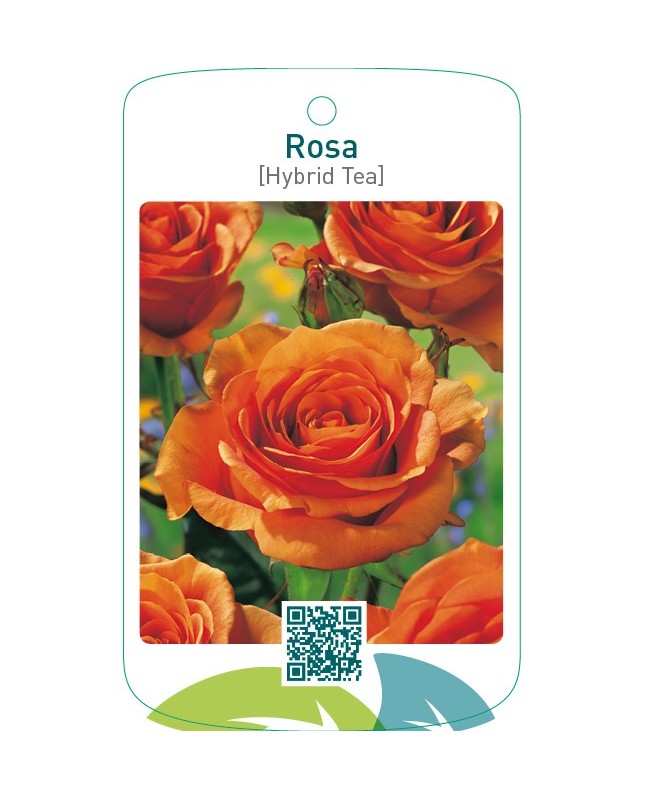 Rosa [Hybrid Tea]  oranje