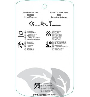 Etichette di Rosa [Hybrid Tea]  oranje *