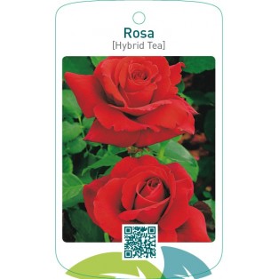 Rosa [Hybrid Tea]  lichtrood