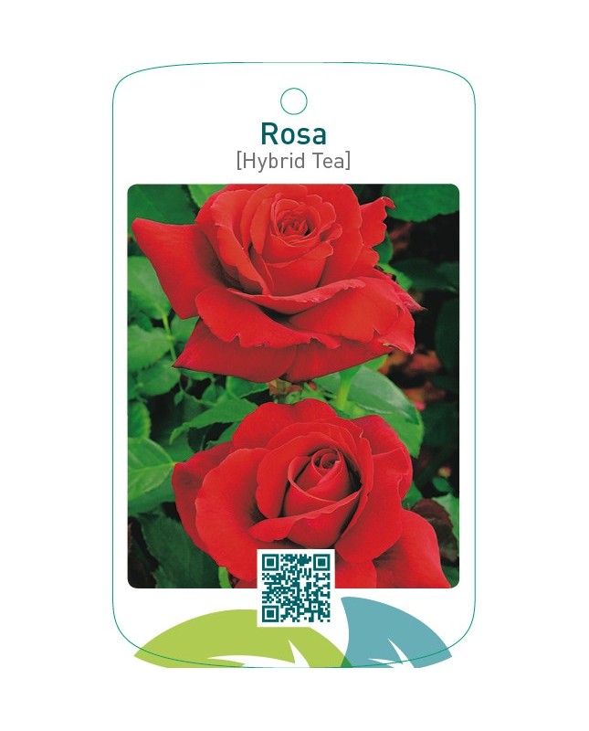 Rosa [Hybrid Tea]  lichtrood