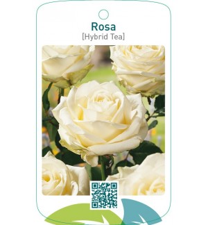 Rosa [Hybrid Tea]  wit