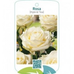Rosa [Hybrid Tea]  wit