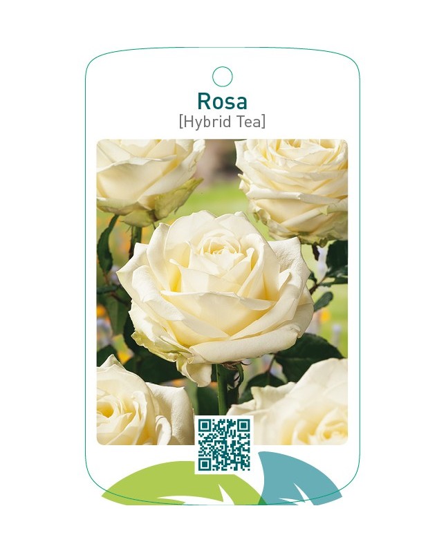 Rosa [Hybrid Tea]  wit