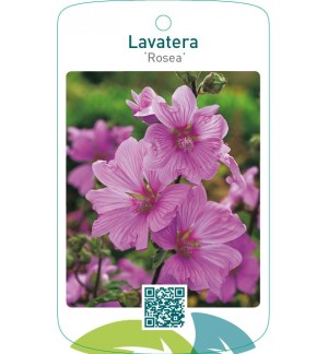 Lavatera ‘Rosea’