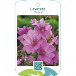 Lavatera ‘Rosea’