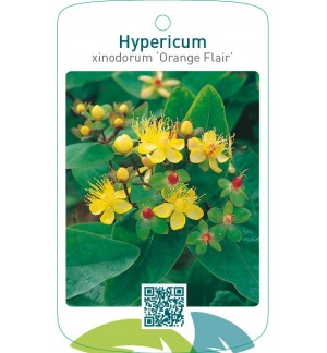 Hypericum xinodorum ‘Orange Flair’
