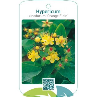 Hypericum xinodorum ‘Orange Flair’