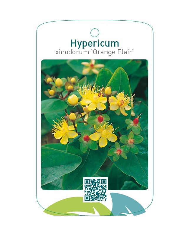 Hypericum xinodorum ‘Orange Flair’