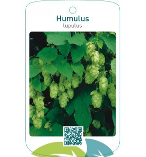 Humulus lupulus