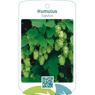 Humulus lupulus