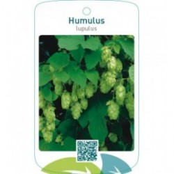 Humulus lupulus