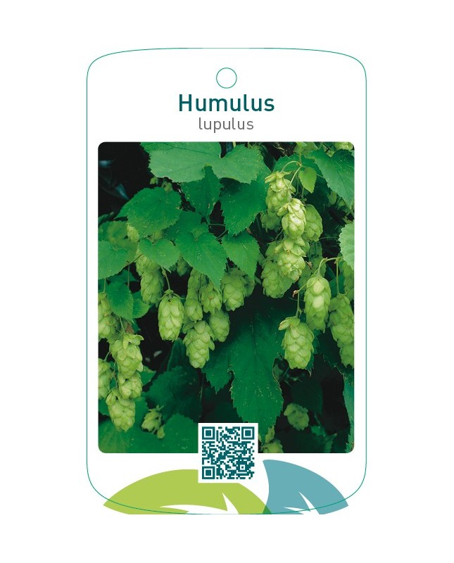 Humulus lupulus