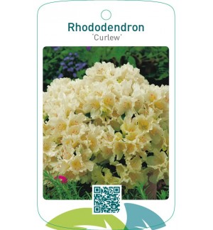 Rhododendron ‘Curlew’