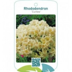 Rhododendron ‘Curlew’