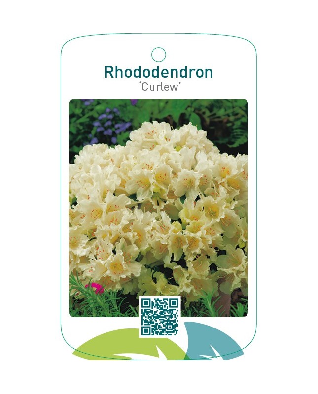 Rhododendron ‘Curlew’