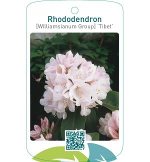 Rhododendron [Williamsianum Group] ‘Tibet’