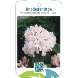 Rhododendron [Williamsianum Group] ‘Tibet’