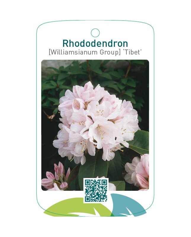 Rhododendron [Williamsianum Group] ‘Tibet’