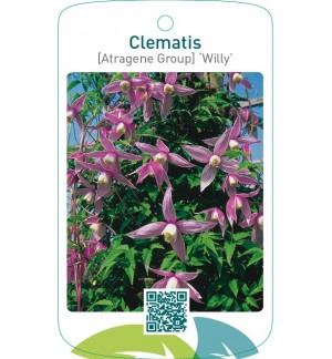 Clematis [Atragene Group] ‘Willy’