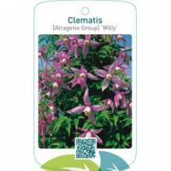 Clematis [Atragene Group] ‘Willy’