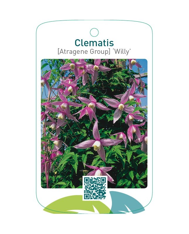 Clematis [Atragene Group] ‘Willy’