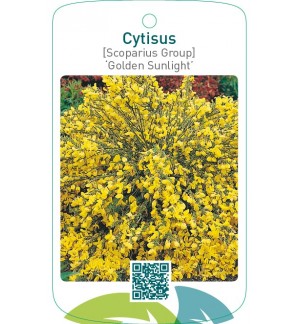 Cytisus [Scoparius Group] ‘Golden Sunlight’