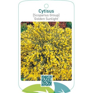 Cytisus [Scoparius Group] ‘Golden Sunlight’