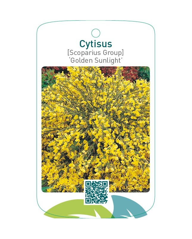 Cytisus [Scoparius Group] ‘Golden Sunlight’
