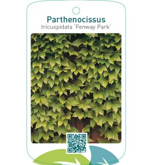 Parthenocissus tricuspidata ‘Fenway Park’