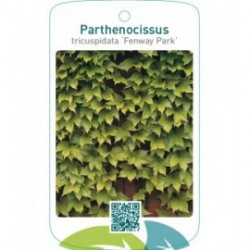 Parthenocissus tricuspidata ‘Fenway Park’