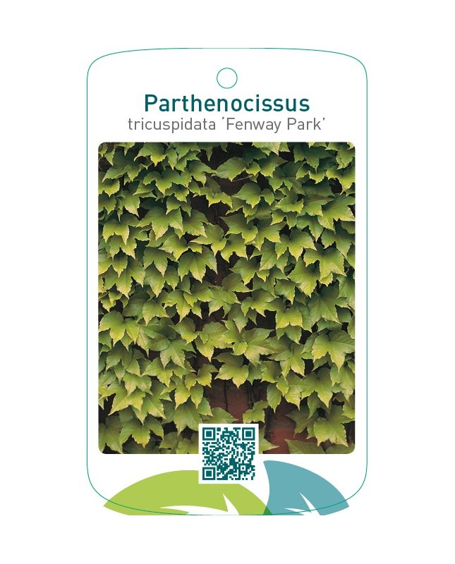 Parthenocissus tricuspidata ‘Fenway Park’