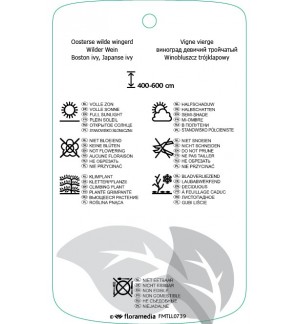 Etichette di Parthenocissus tricuspidata ‘Fenway Park’ *