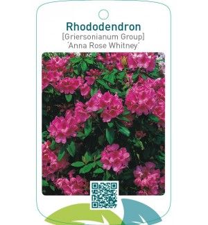Rhododendron [Griersonianum Group] ‘Anna Rose Whitney’
