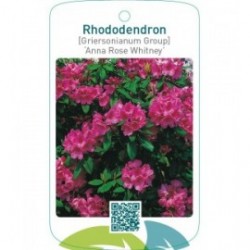 Rhododendron [Griersonianum Group] ‘Anna Rose Whitney’