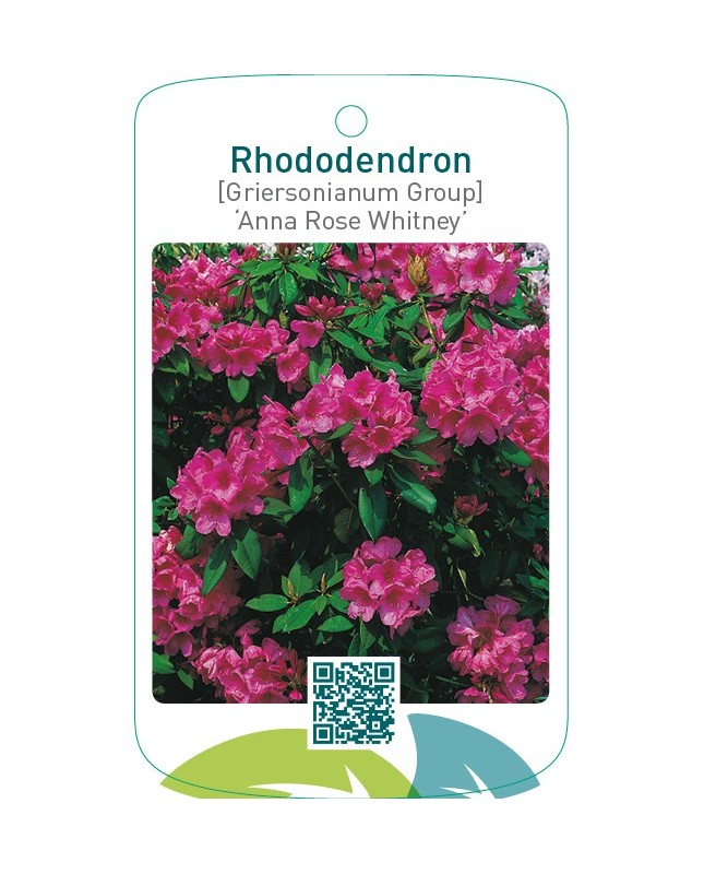 Rhododendron [Griersonianum Group] ‘Anna Rose Whitney’
