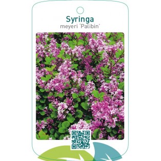 Syringa meyeri ‘Palibin’