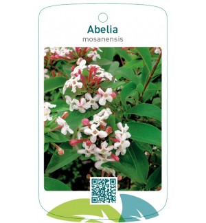 Abelia mosanensis