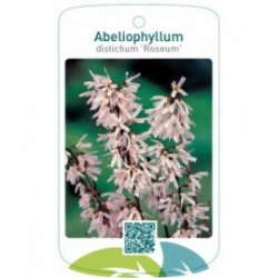 Abeliophyllum distichum ‘Roseum’