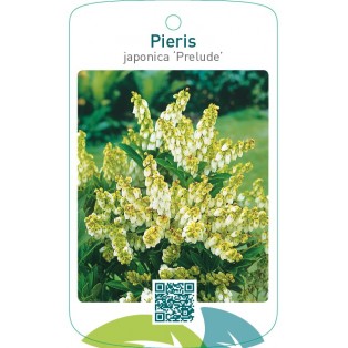 Pieris japonica ‘Prelude’