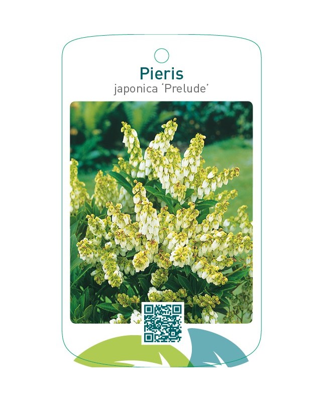 Pieris japonica ‘Prelude’