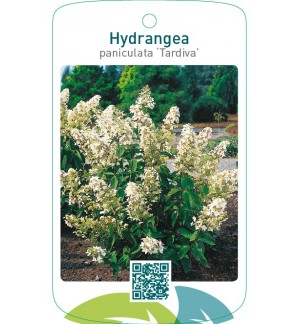 Hydrangea paniculata ‘Tardiva’